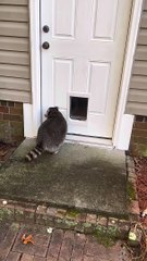 Biscuit Doesn't Understand Doors