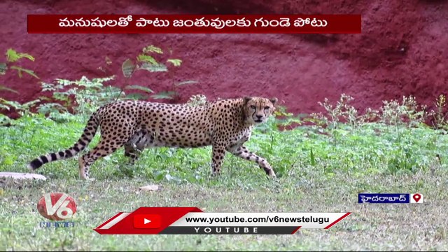 Cheetah Lost Life Due To Heart Issue At Nehru Zoological Park Hyderabad | V6 News