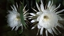 Blooming Queen of the night | Epiphyllum Oxypetalum | orchid cactus|