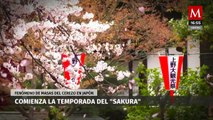 Llegó la temporada de 'Sakura' en Japón, para muchos es la mejor época del año en el país