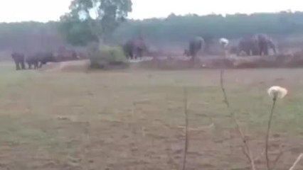 ঝাড়গ্রাম:হাতির হানায় মৃত্যু মিছিল,স্তব্ধ জঙ্গলমহল !