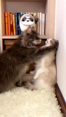 Romantic cat love video | animals love romantic video | beautiful couple cat