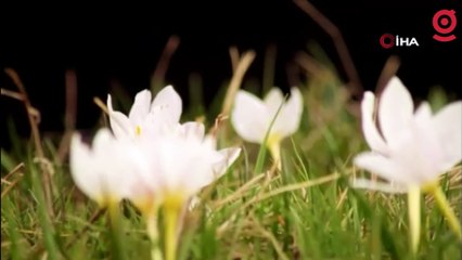 Ovayı beyaza bürüyen kardelenler arasında santur keyfi