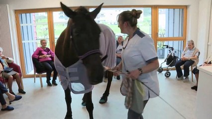 Therapy horse Dounka brings delights to French seniors