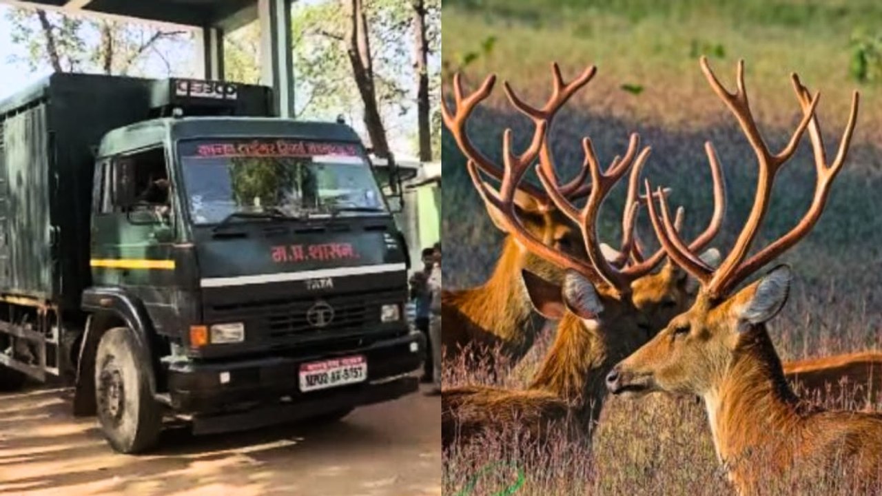 Barasingha in Bandhavgarh: कान्हा से सकुशल बांध...