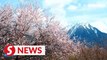 Peach blossoms usher in spring in China's Tibet