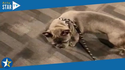 Ce chien voit son maître lâcher sa laisse et tente le tout pout le tout !