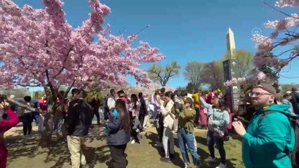 ABD'de Ulusal Kiraz Çiçeği Festivali başladı