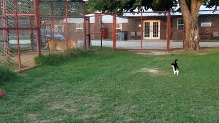 Un chat veut s'en prendre à un lion... en cage