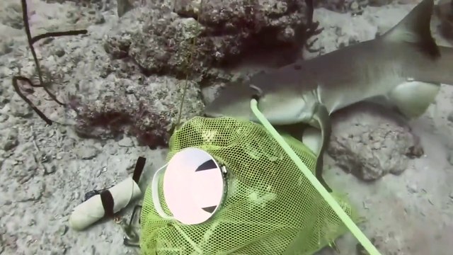 Ce plongeur se retrouve face à un requin en pleine mer