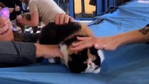 Un gatto per amico, il concorso per felini all'Ippodromo del Visarno