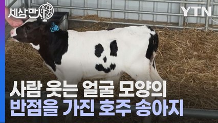 [세상만사] 사람 웃는 얼굴 모양의 반점을 가진 송아지 / YTN