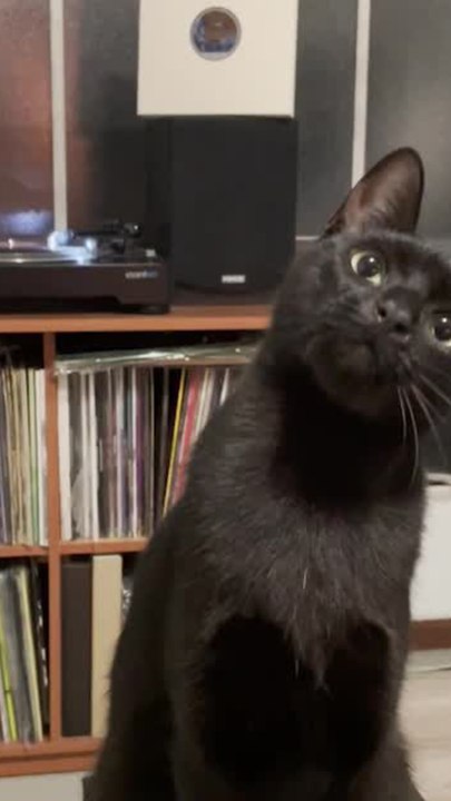 CAM BLEU- Comment savoir si un chaton sera affectueux ? V2 (1)