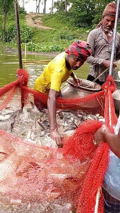 Amazing Net Fishing