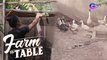 A relaxing tour of the Teves Integrated Family Farm | Farm To Table
