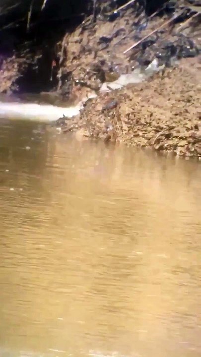 Beaver seen in the Tamar