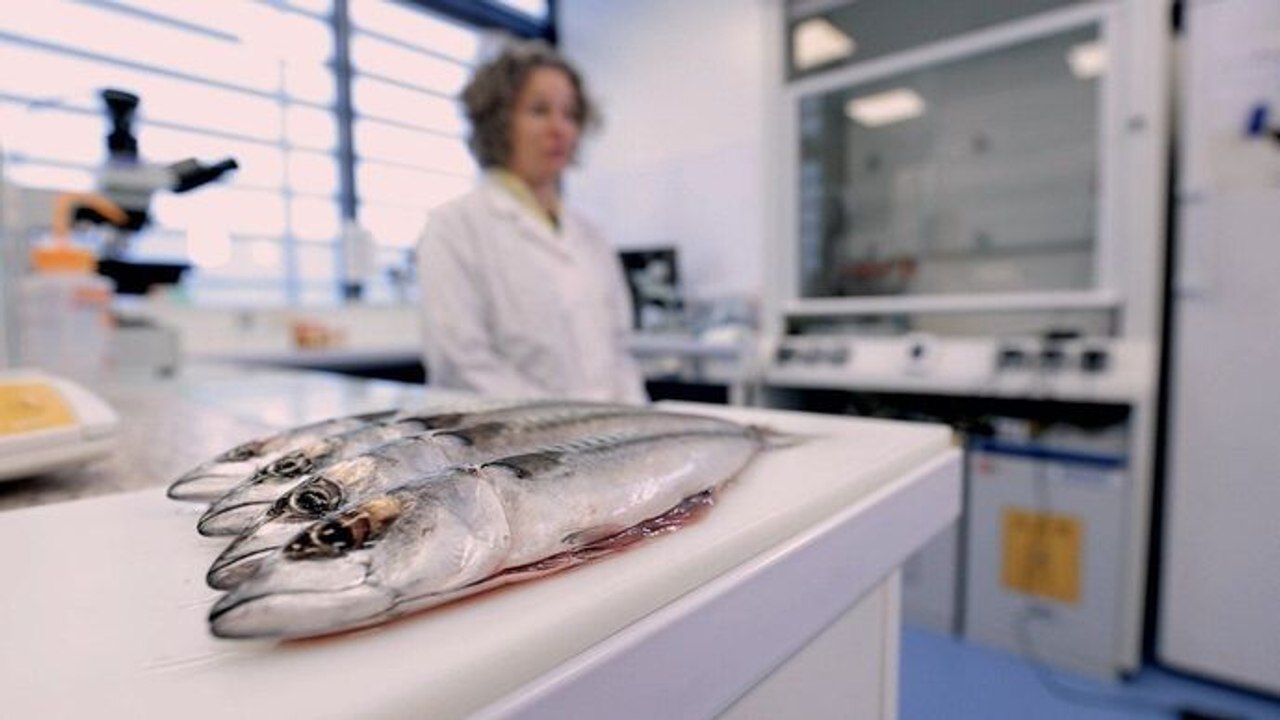 Enquête de santé - Le poisson : à consommer sans modération ?