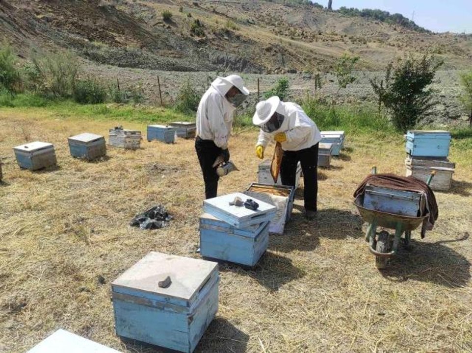 Batman'da arıcıların kovan bakımı ve arı ilaçlama mesaisi başladı