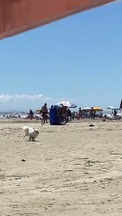 Dog Has To Take A Bathroom Break