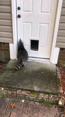 Biscuit Doesn't Understand Doors