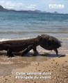 Un Dragon de Komodo sort de l'eau avec sa tête coincée dans la carapace d'une tortue !