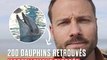 Dauphins en danger : le Conseil d'État ordonne l'interdiction temporaire de la pêche dans le Golfe de Gascogne !