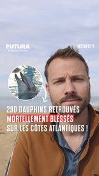 Dauphins en danger : le Conseil d'État ordonne l'interdiction temporaire de la pêche dans le Golfe de Gascogne !