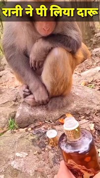 Daru Pinebala Bandar|मंकी पी लिया दारू|Funny Mankey Shorts #Funnyanimals#Funnymankey #Animals