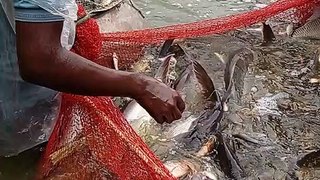 Unbelievable Cast Net Fishing