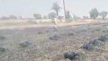 नीमच: शार्ट सर्किट से कटे पड़े गेंहू के खेत मे लगी भीषण आग.,किसान का गेंहू जलकर खाक