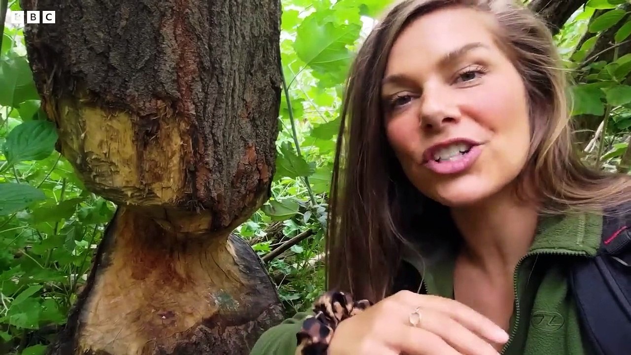 Meet the Beaver Architects of Vienna - Coexistence - BBC Earth