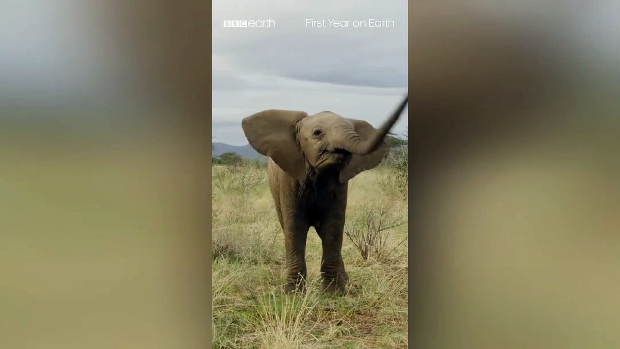 Just a baby elephant doing baby elephant things