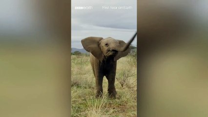 Just a baby elephant doing baby elephant things