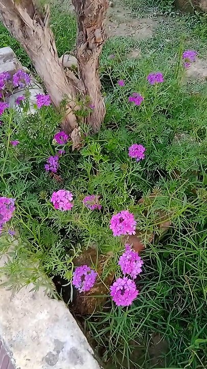 VID_20230327_164246