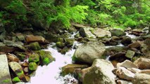 Jungle Stream Serenity: 1 Hour of Calming Mountain Sounds for Sleep and Meditation