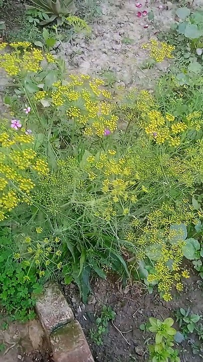 VID_20230327_165838