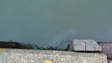 Oil leak turns Poole Harbour black as major incident declared