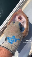 Poisson qui rit! vous fera rire inévitablement #best_video_tiktok