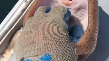 Poisson qui rit! vous fera rire inévitablement #best_video_tiktok