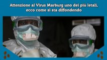 Attenzione al Virus Marburg uno dei più letali, ecco come si sta diffondendo