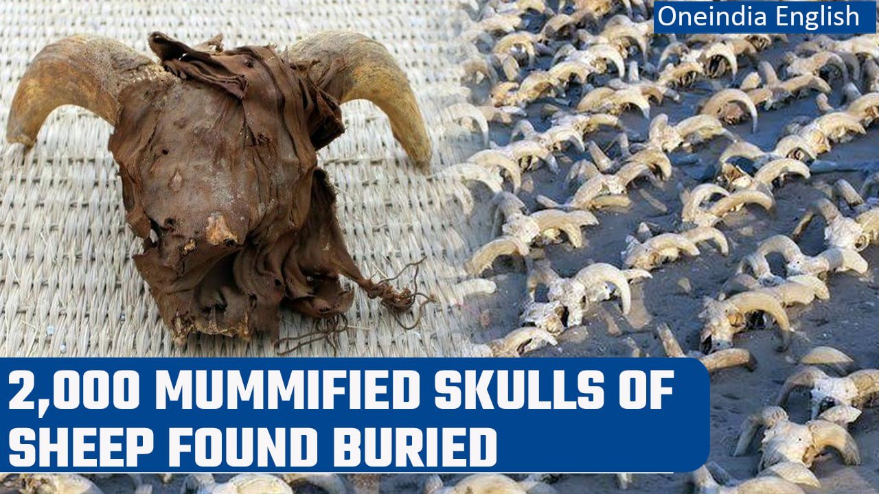 Egypt: 2,000 skulls of sheep were found buried in a temple of Ramses II | Oneindia News