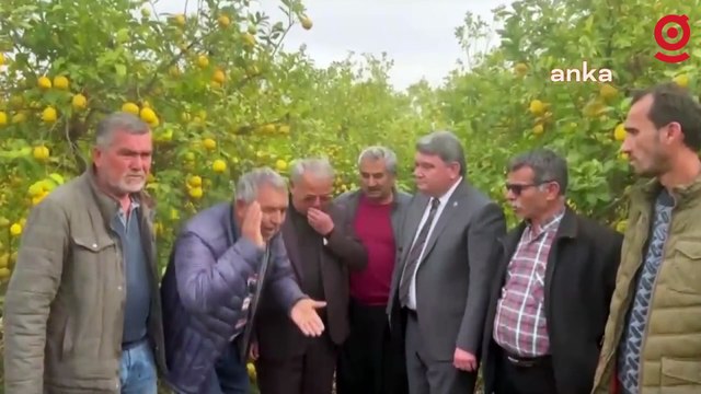 Mersinli limon üreticisi: Limona '3 lira' diyorlar, zaten maliyeti 5 lira