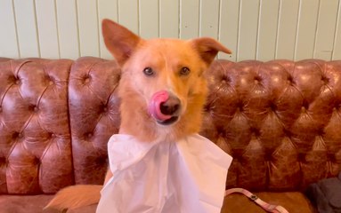 Trying out the doggy menu at Bill's