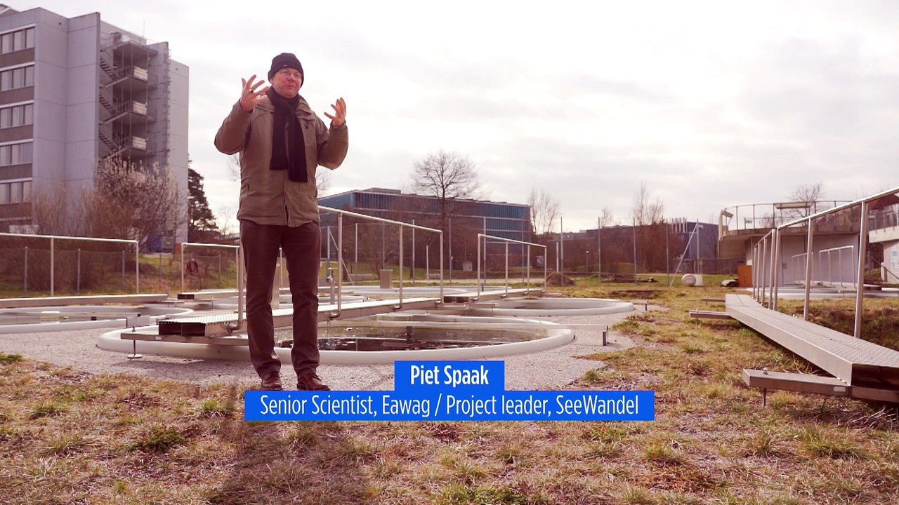 Perché gli scienziati sono preoccupati per l'ecosistema del lago di Costanza?