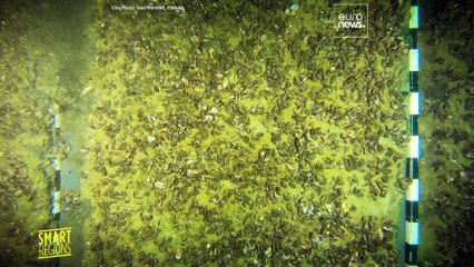 Que faire contre ces espèces invasives qui ont pris le dessus dans le lac de Constance ?