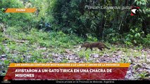 Avistaron a un gato tirica en una chacra de Misiones