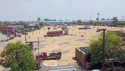 बारां मंडी में आया दो लाख कट्टे गेहूं, लहसुन के भाव अच्छे रहने की उम्मीद से किसान प्रफुल्लित