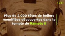 Plus de 2.000 têtes de béliers momifiées découvertes dans le temple de Ramsès II