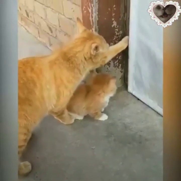 Chat vs chien