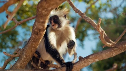 The Most Cute & Happy Animals you have ever seen